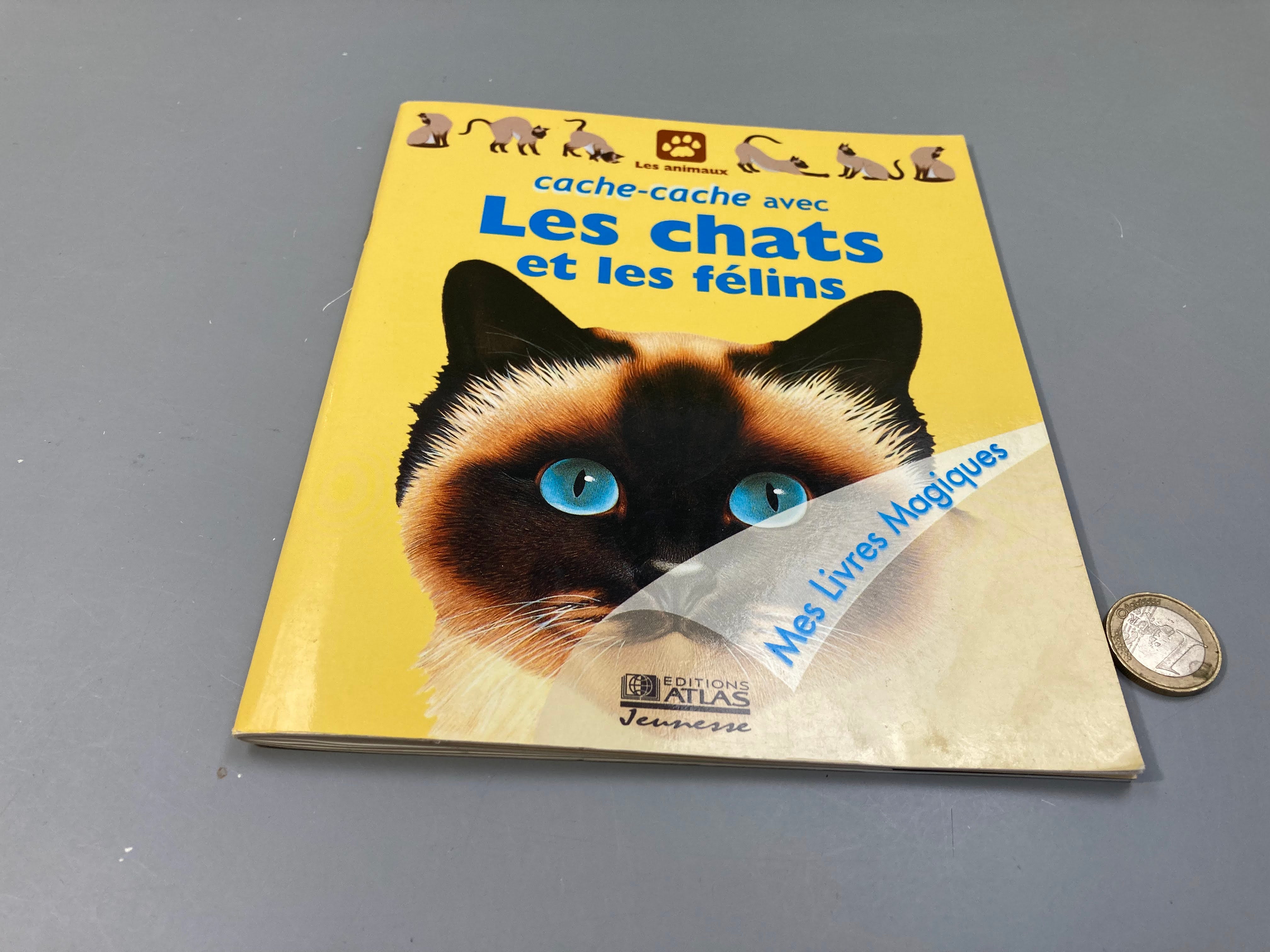 Cache-cache avec Les chats et les félins