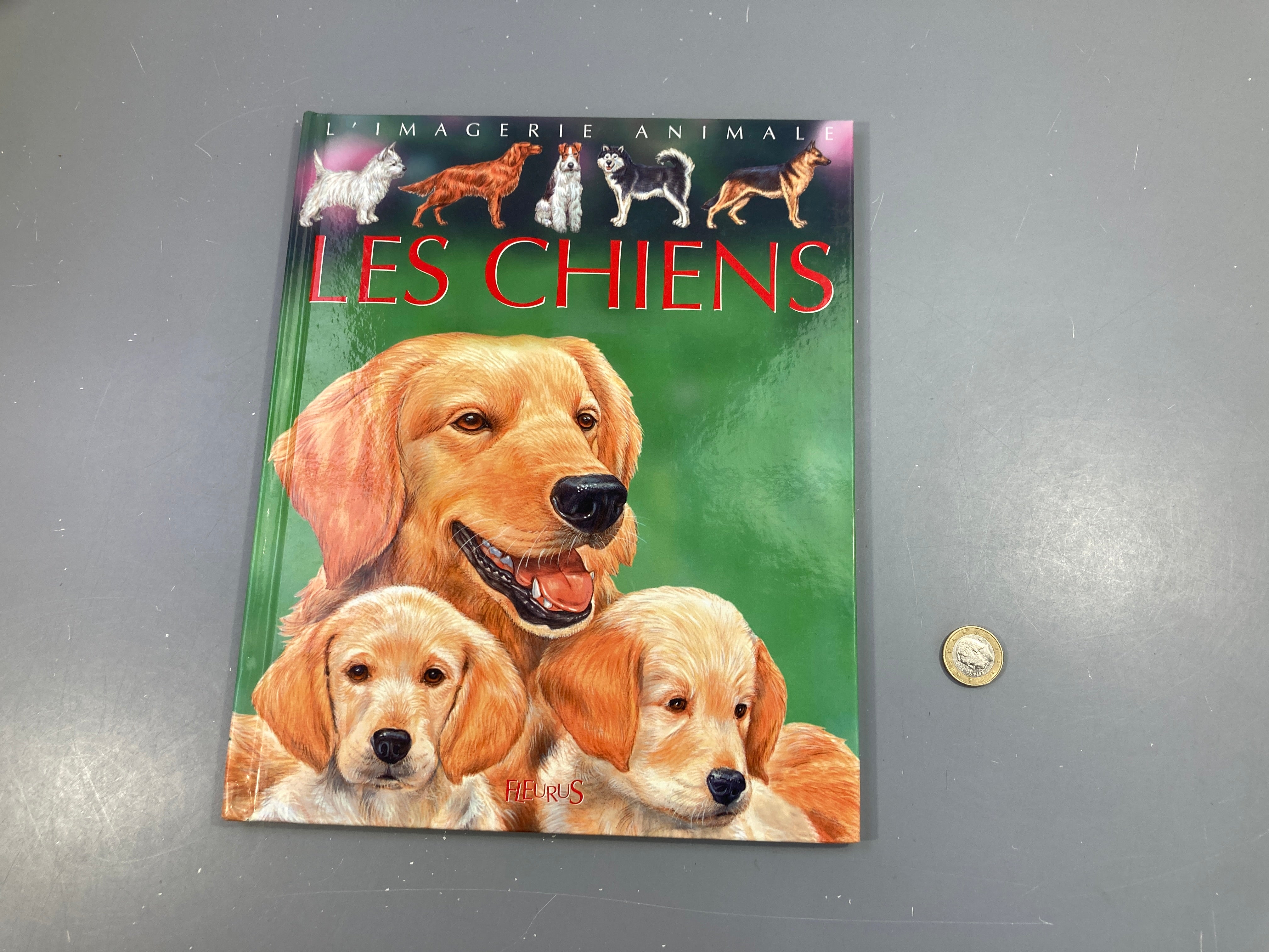 L'imagerie animale Les chien